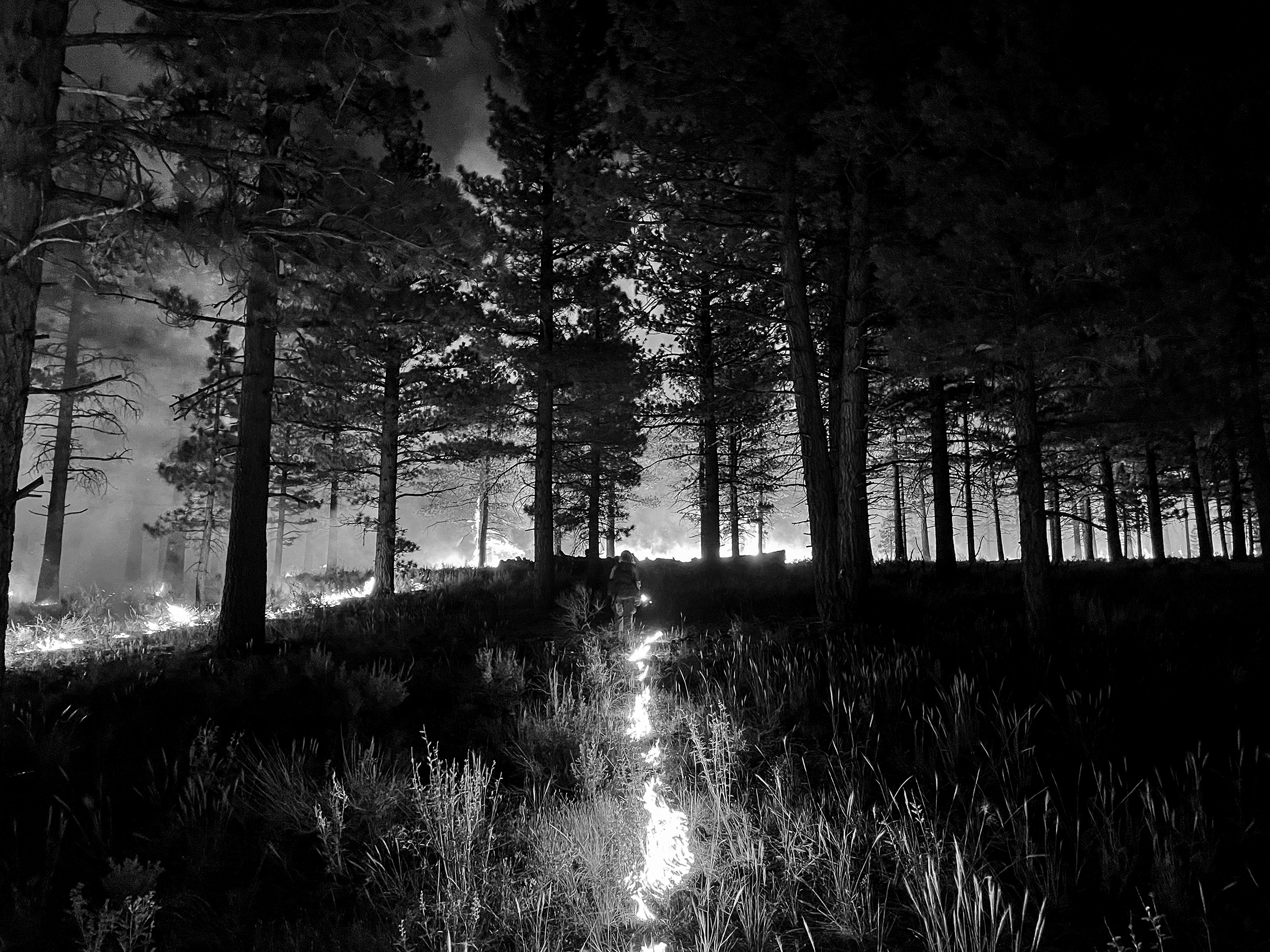 A wildland firefighting crew — the Craig Interagency Hotshot Crew based out of northwest Colorado — conducts a burn-off operation in the Inyo National Forest. A crew member walks away from the camera in a forest leaving a trail of fire in their wake.