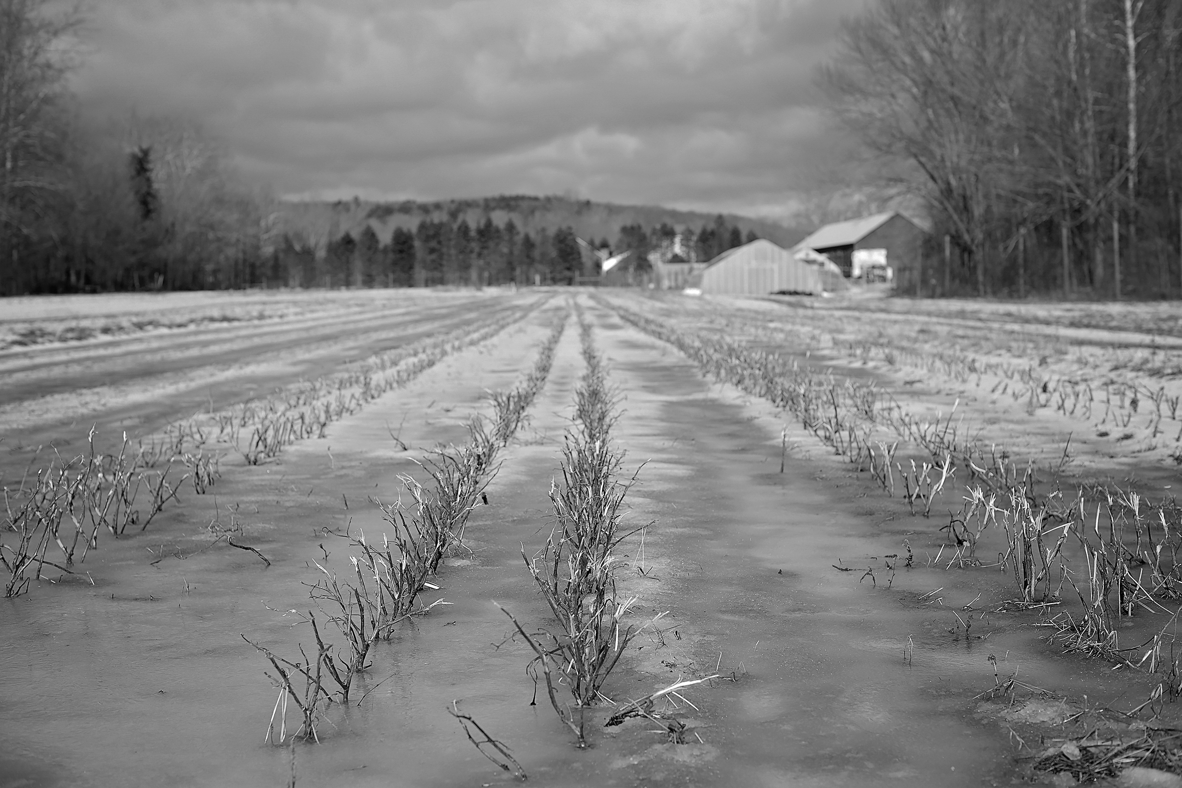 Rows of farmland covered in ash with the barn in the distance still intact.