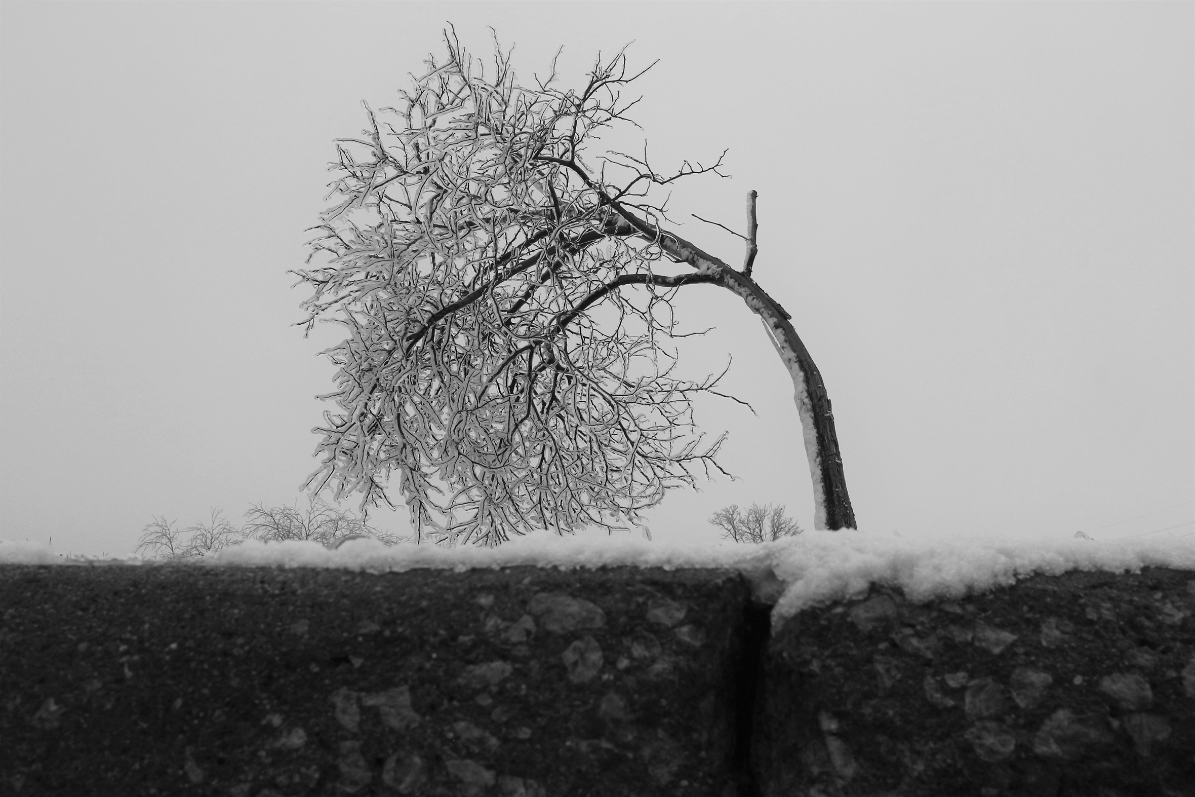 A lone, bare-branched tree bends way over under the weight of the ice covering it.