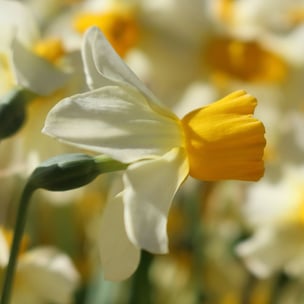 celebrate St. David's Day - Chris Linnett via Unsplash