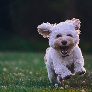 celebrate puppy day - photo by Joe Caione via unsplash