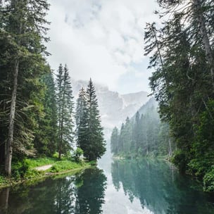 celebrate international day of forests - Luca Bravo via Unsplash