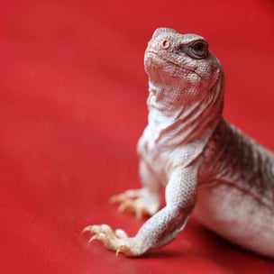 celebrate reptile awareness day - photo by Pierre Bamin via unsplash