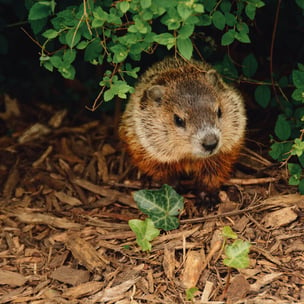 celebrate groundhog day - photo by Abigail Lynn via unsplash